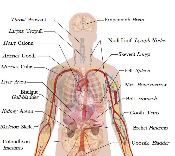 internal organs